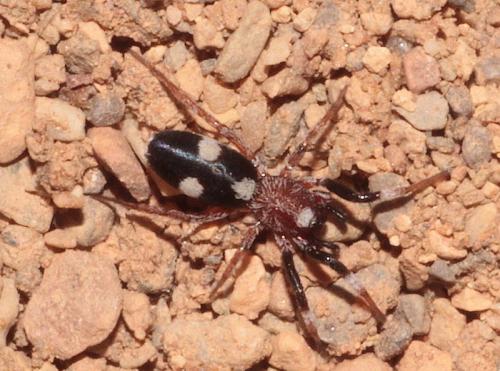 Réf. 275 307 : Herpyllinae inconnu